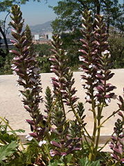 File:Acanthe molle.jpg