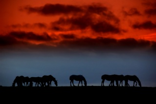 File:Cheval-259.jpg