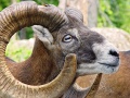 Thumbnail for version as of 19:07, 10 November 2011