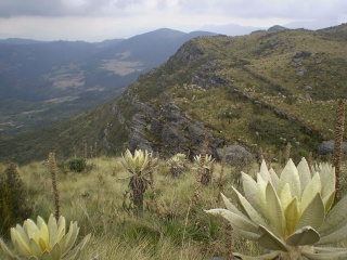File:Páramo in Colombia-paramo.jpg