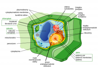 File:Schéma cellule végétale tchèque.png