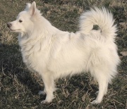 Spitz allemand (chien).jpg
