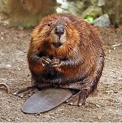 File:Castor.jpg