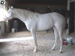 File:White horse - cheval blanc.jpg