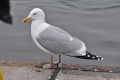 Thumbnail for version as of 06:56, 16 May 2014