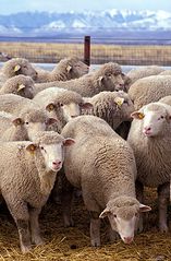 File:Mouton.jpg