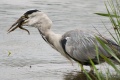 Thumbnail for version as of 01:25, 19 August 2012