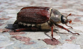 File:Hanneton commun (Melolontha melolontha).jpg