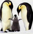 Thumbnail for version as of 09:15, 27 January 2009