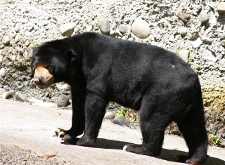 File:Ours malais.jpg