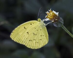 File:Citron-insecte.jpg