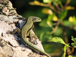 File:Lézard des murailles (Podarcis muralis)-Rapiette.jpg