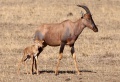 Baby topi and its mother