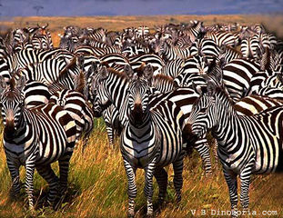 File:Zebre migre.jpg
