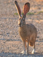 File:Black-tailed jackrabbit-1211.jpg