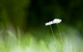 Thumbnail for version as of 09:07, 13 May 2014