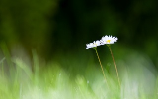 File:Blomma-9721.jpg