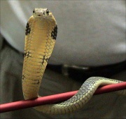 Cobra royal.jpg