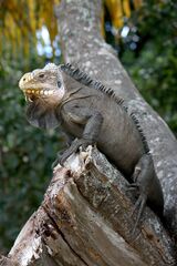 File:Iguane.jpg