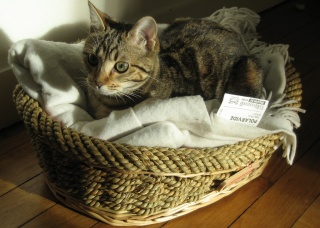 File:Le chat de victoria-7184.jpg