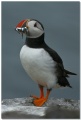 Thumbnail for version as of 14:39, 31 May 2010