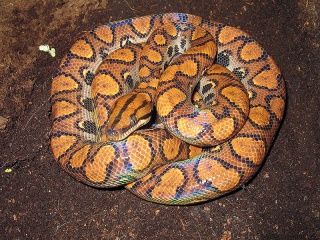 File:Boa Arc-en-ciel (Epicrates Cenchria)-serpent-snake.jpg