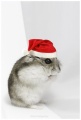Thumbnail for version as of 16:44, 5 December 2009