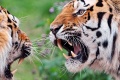 Thumbnail for version as of 16:47, 23 December 2011