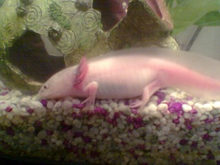 File:Axolotl-6514.jpg