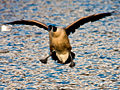 Thumbnail for version as of 13:55, 30 October 2008