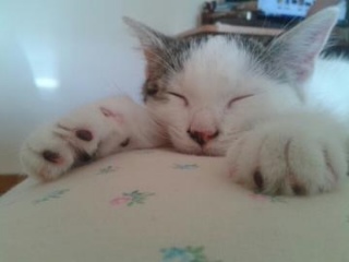 File:Mon chat.jpg