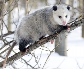 File:733px-Opossum 3.jpg