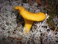 Thumbnail for version as of 08:21, 4 June 2014