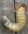 Thumbnail for version as of 17:43, 23 June 2010