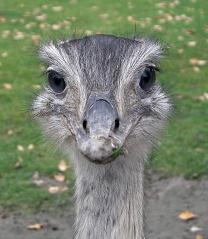 File:Nandou - Rhea.jpg