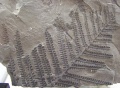 Thumbnail for version as of 14:42, 7 March 2010