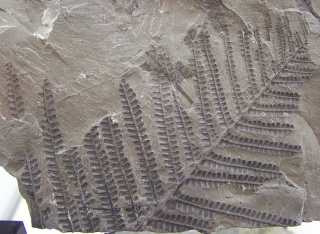 File:Fougère fossilisée-Fossile du carbonifère supérieur.jpg