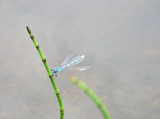 File:Libellule1.jpg