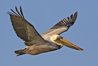 File:Pélican brun (Pelecanus occidentalis).jpg