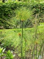 Thumbnail for version as of 08:45, 12 June 2010