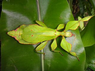 File:Phyllium bonifacioi live specimen.jpg