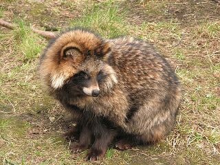 File:Tanuki3.jpg