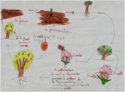 Cycle reproduction plante.JPG