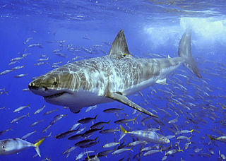 File:Grand-requin-blanc.jpg