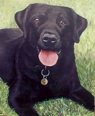 File:Labrador noir-7158.jpg