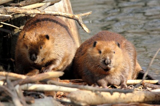 File:Maw - Paw Beaver-6804.jpg