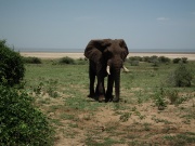 Éléphant 3-234.jpg