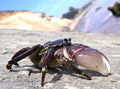 Thumbnail for version as of 08:33, 9 April 2009