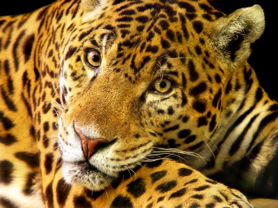 Jaguar (Panthera onca)-4253.jpg