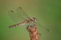 Thumbnail for version as of 15:30, 7 May 2009